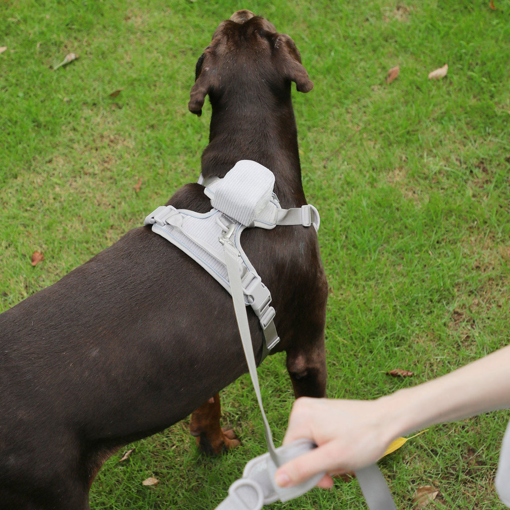 Cross-border Gentleman Gray Corduroy Pet Collar Chest Strap Suit