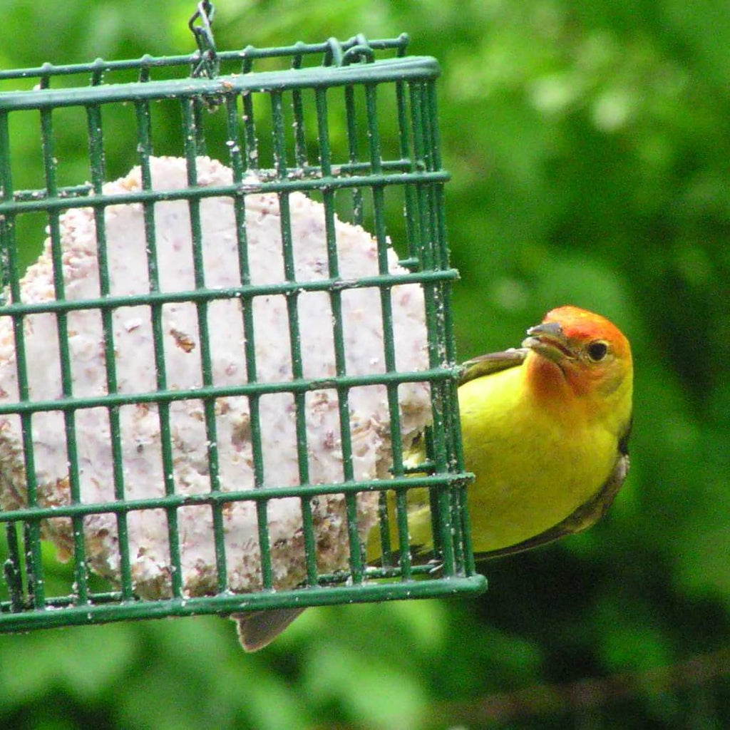 C&S Wild Bird Suet Seed Treat 11 oz Premium Suet Cake Year-Round Feeding