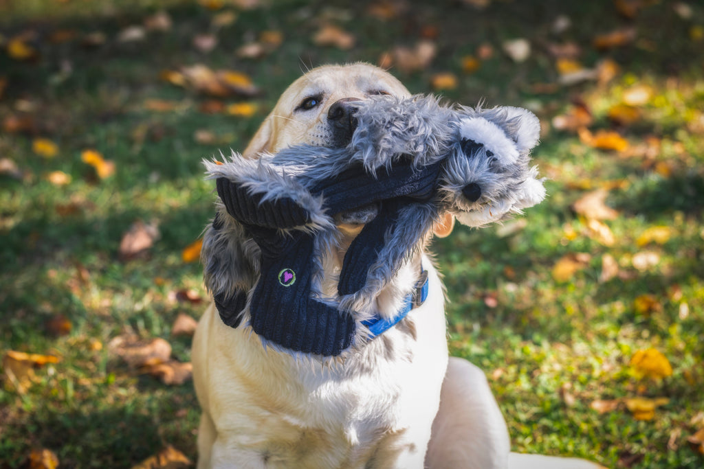 Redwood Raccoon X-Brace® Plush Dog Toy