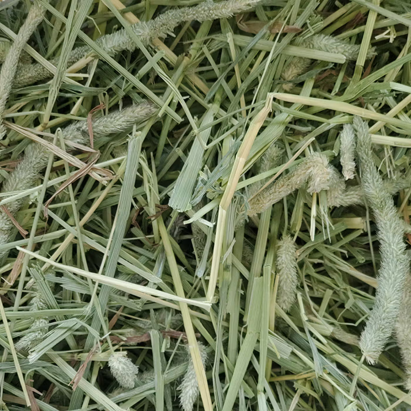 Standlee Timothy Grass Hay 48oz. Small Animal Forage Rabbits Guinea Pigs