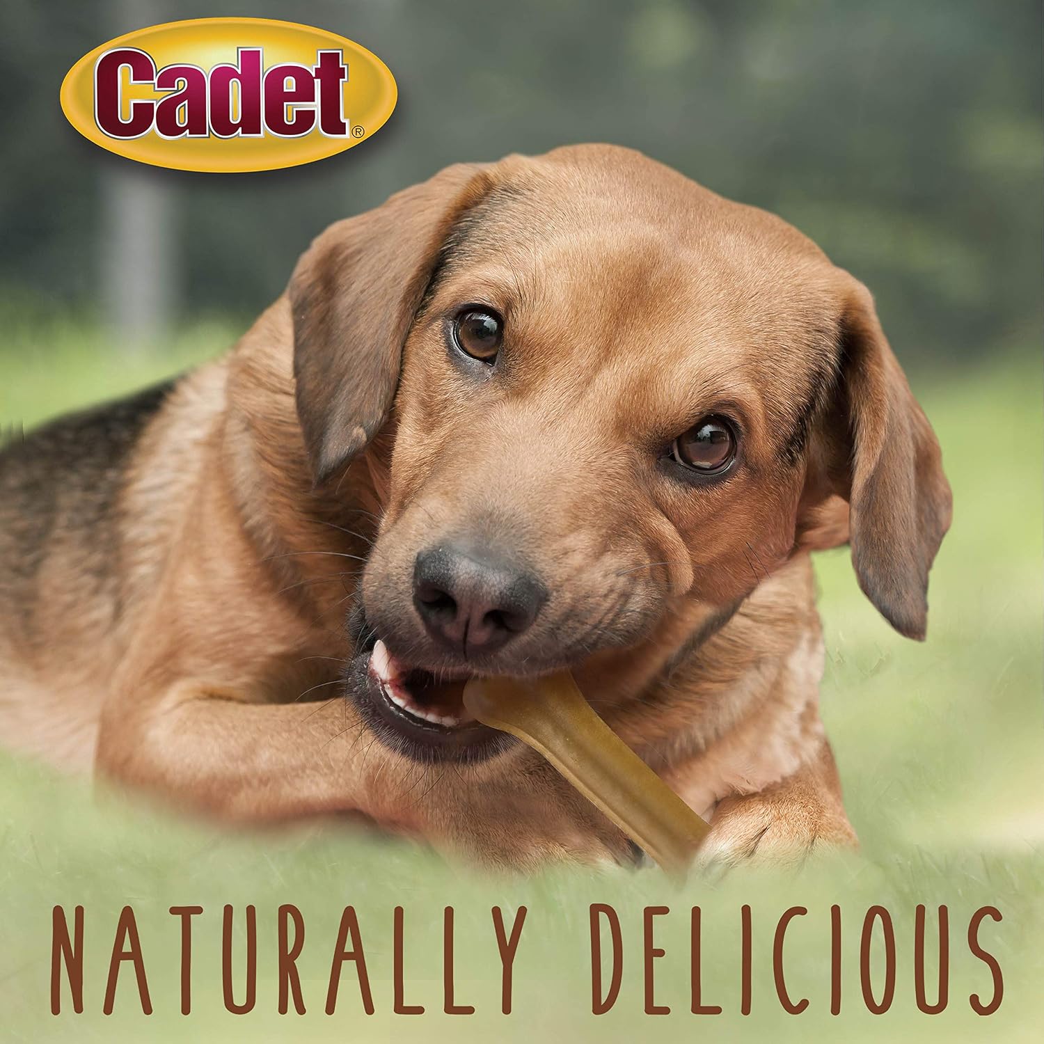 Cadet Pressed Rawhide Bones 6.5" Dog Chews Long Lasting Beef Hide 12 Pack