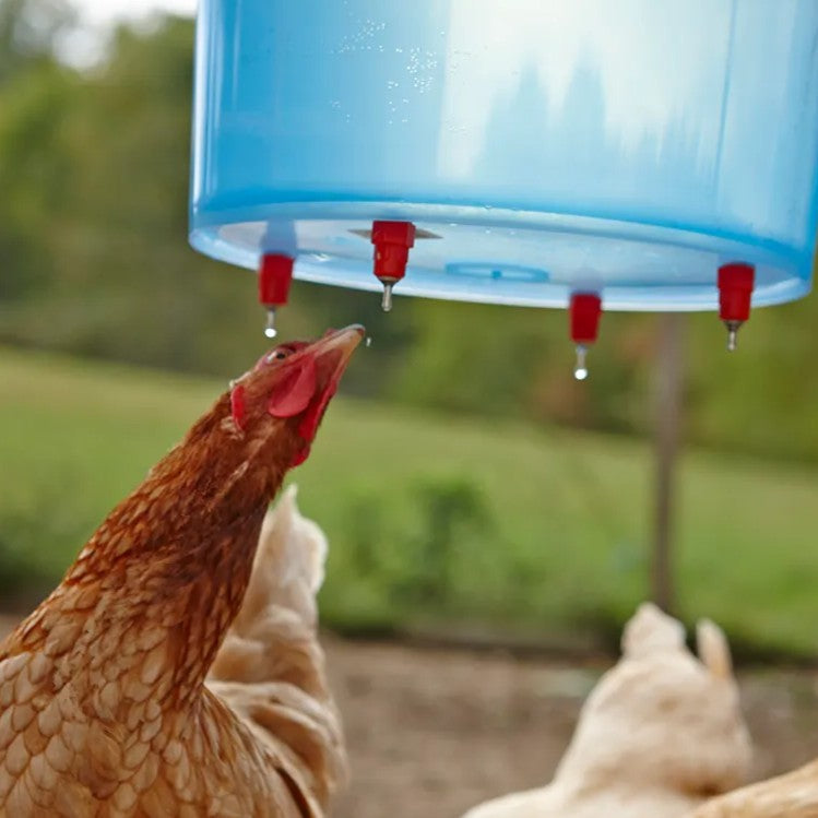 Little Giant Poultry Watering Nipples Chicken Waterer 4 Pack