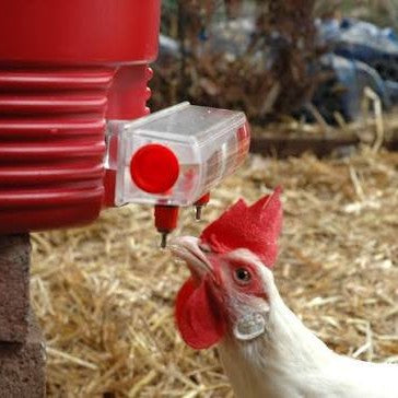 Little Giant Poultry Watering Nipples Chicken Waterer 4 Pack