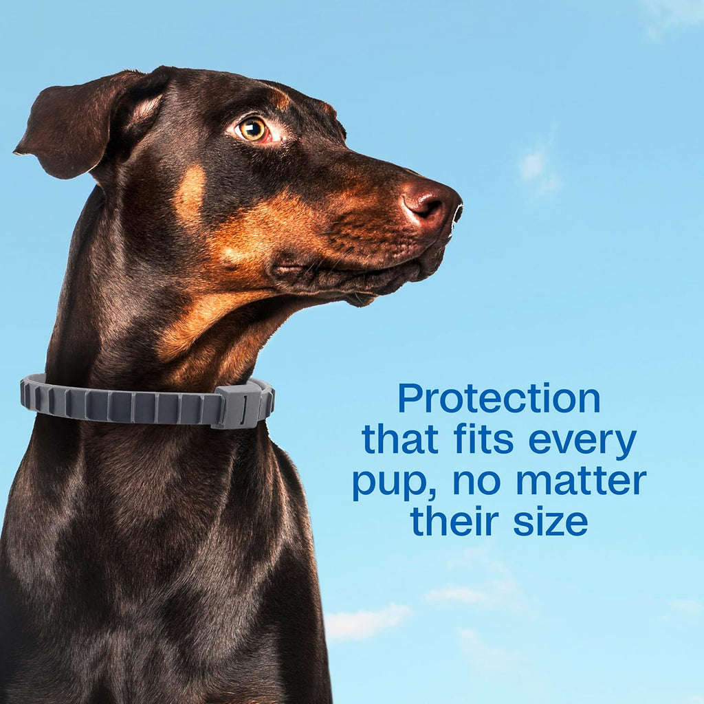 Adams Plus Flea & Tick Collar for Dogs & Puppies One Size Fits All 2-Count