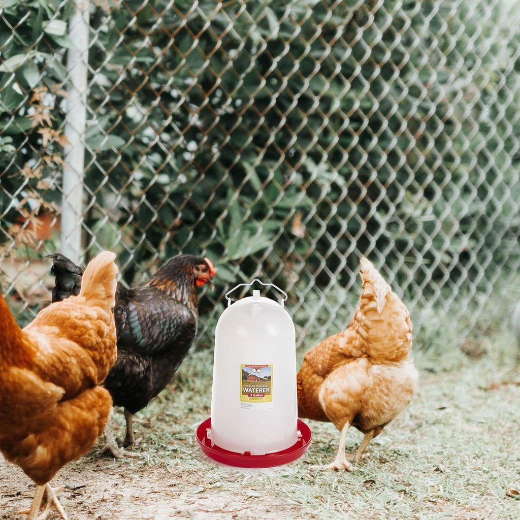 Little Giant Plastic Poultry Drinker Heavy Duty Waterer 3 Gallon