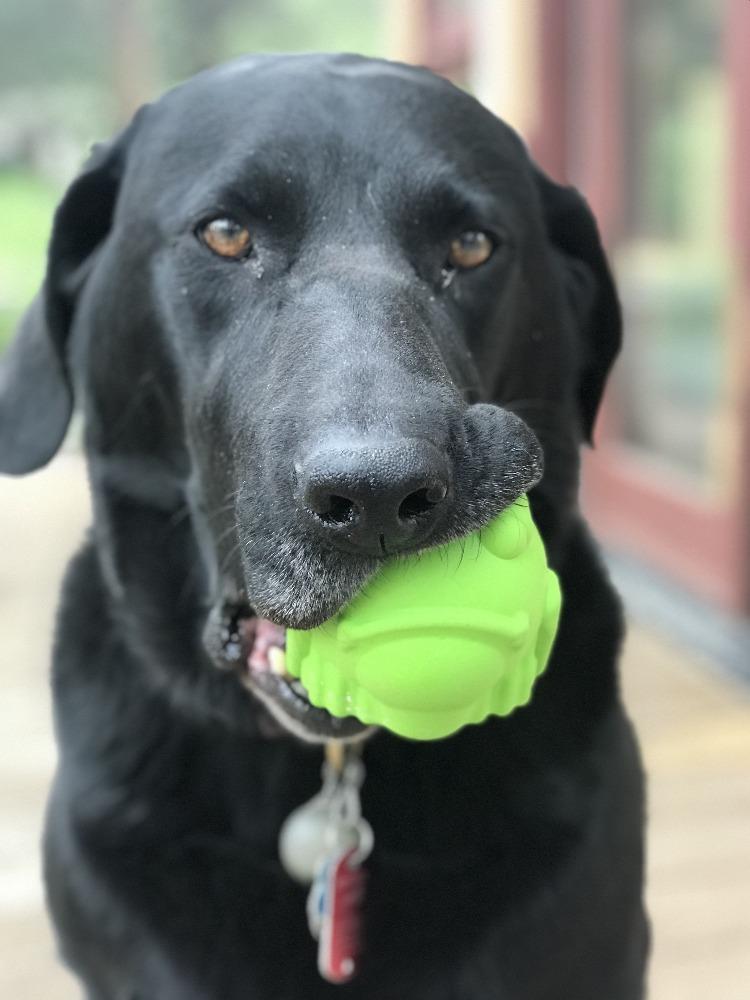 Bull Frog Dog Chew Toy & Treat Dispenser - USA Made | SodaPup