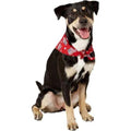 Aria Paws N' Stripes Forever Bandanas for Dogs