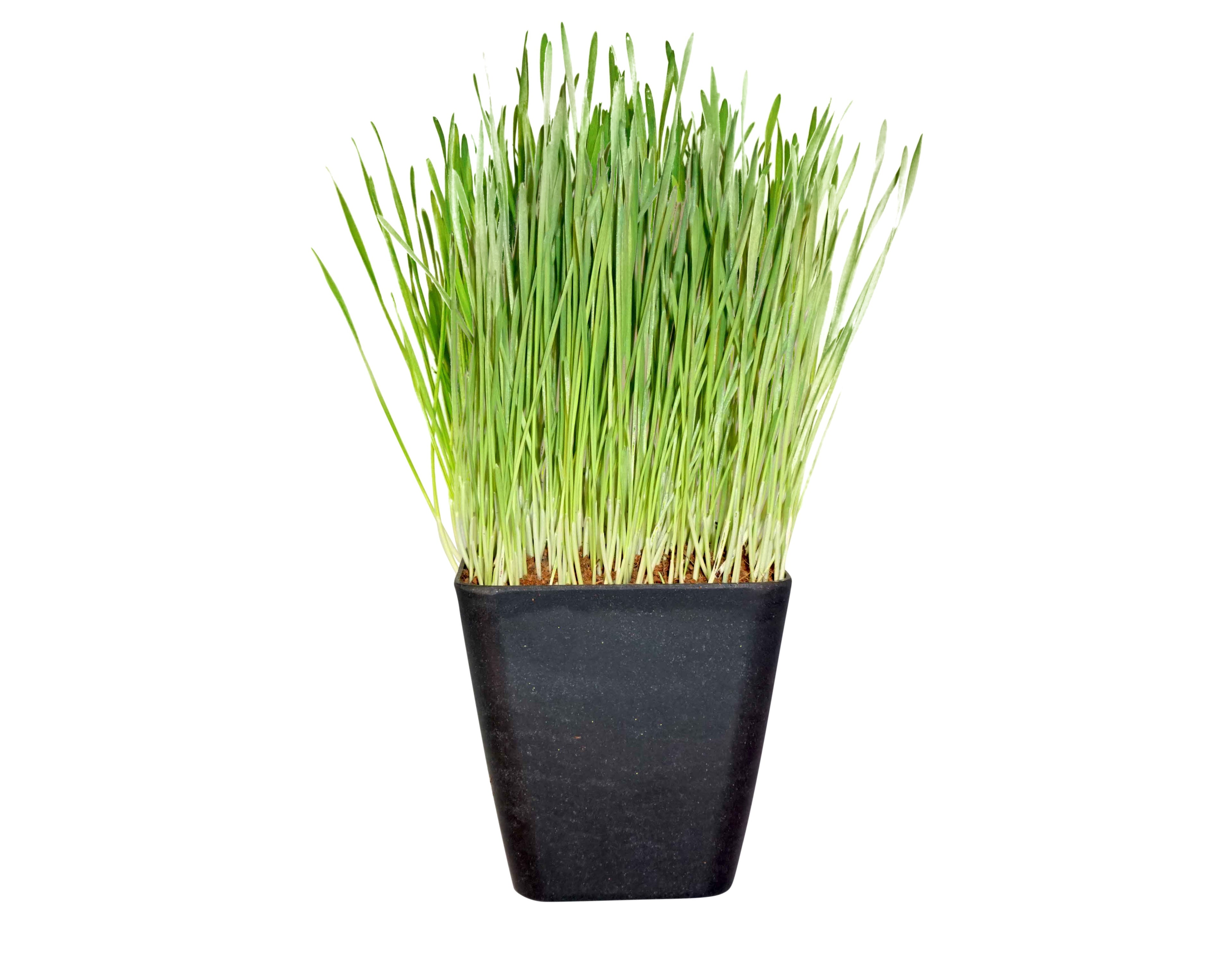 Biodegradable Bamboo Fiber Planters