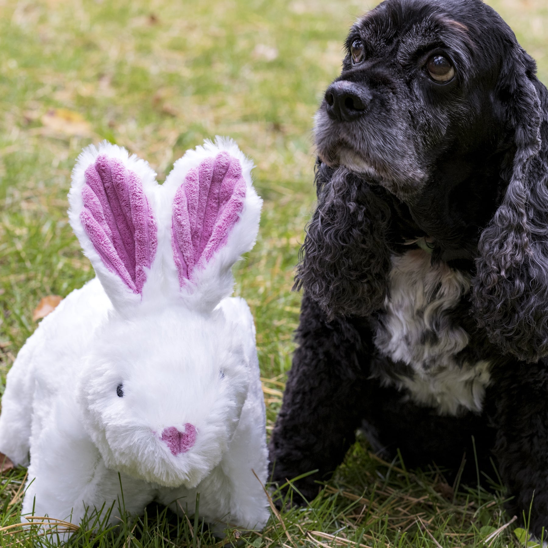 Squooshie™ Bunny Plush Dog Toy