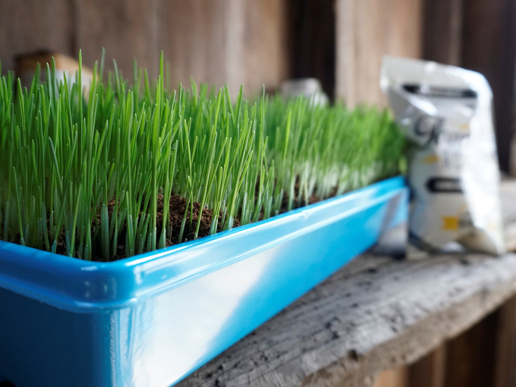 Non-GMO Wheat Seed for Wheatgrass and Cat Grass - Glyphosate Free