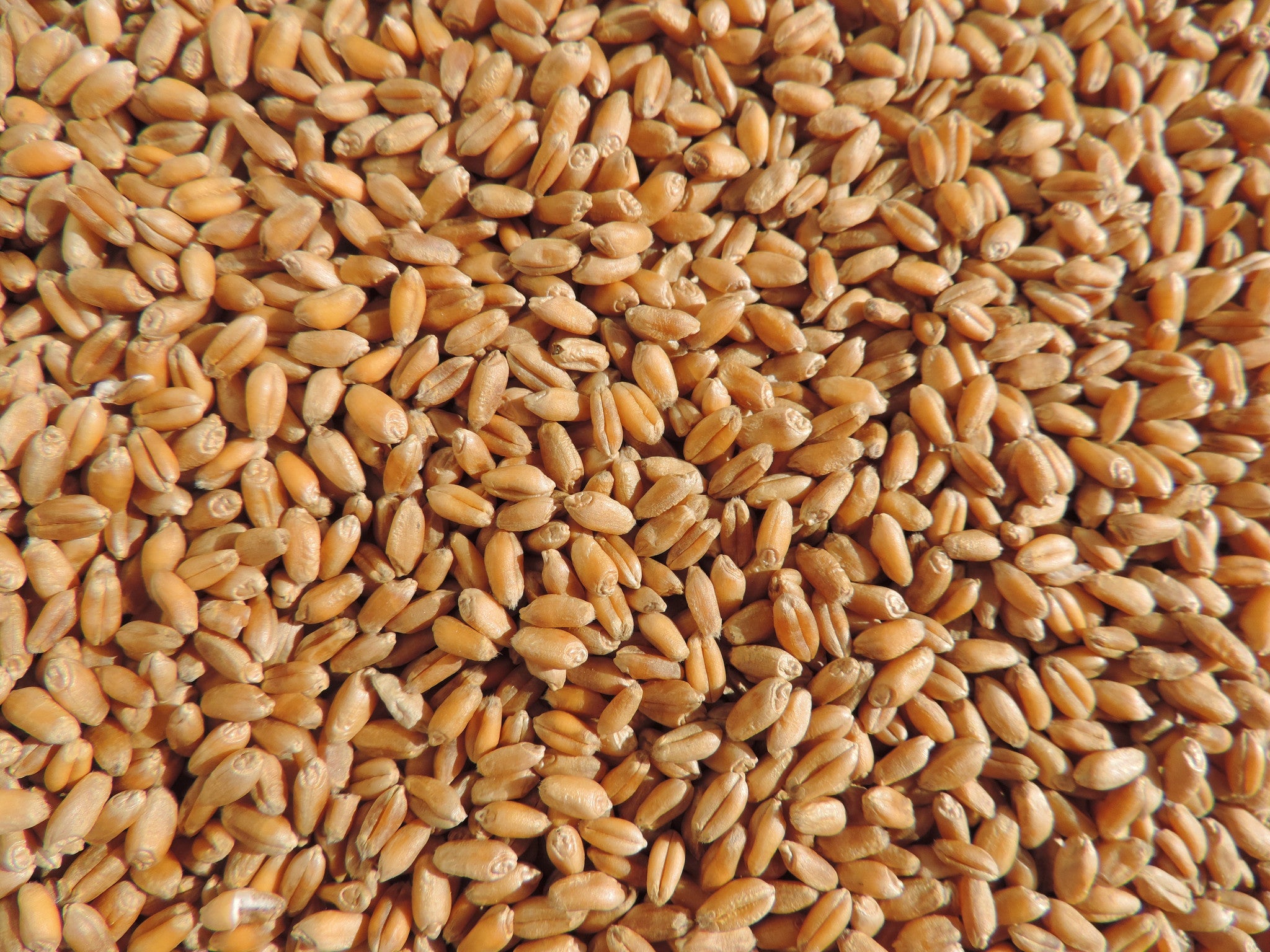 Non-GMO Wheat Seed for Wheatgrass and Cat Grass - Glyphosate Free