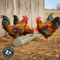 Little Giant Reel-Top Poultry Range w/Anti Roosting Spinning Feeder 48-Inch