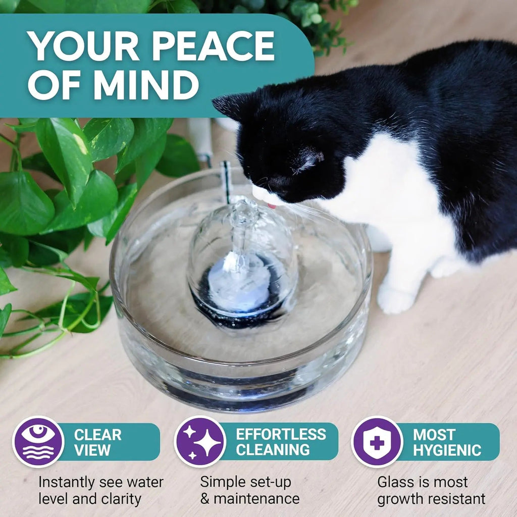 Glass Pet Water Fountain for Cats & Small Dogs