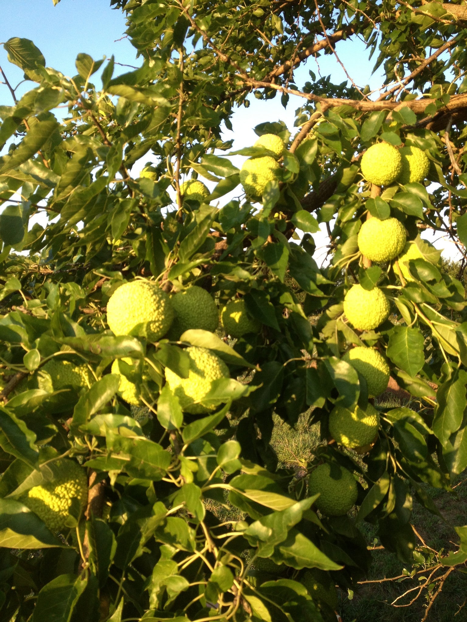 Hedge Apples/Osage Oranges