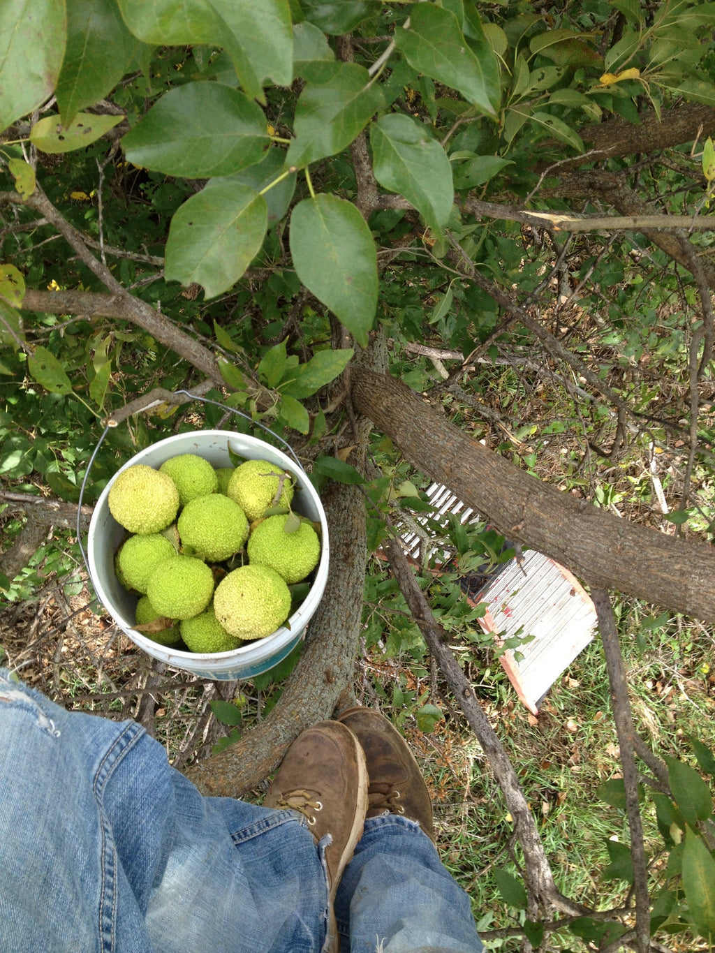 Hedge Apples/Osage Oranges