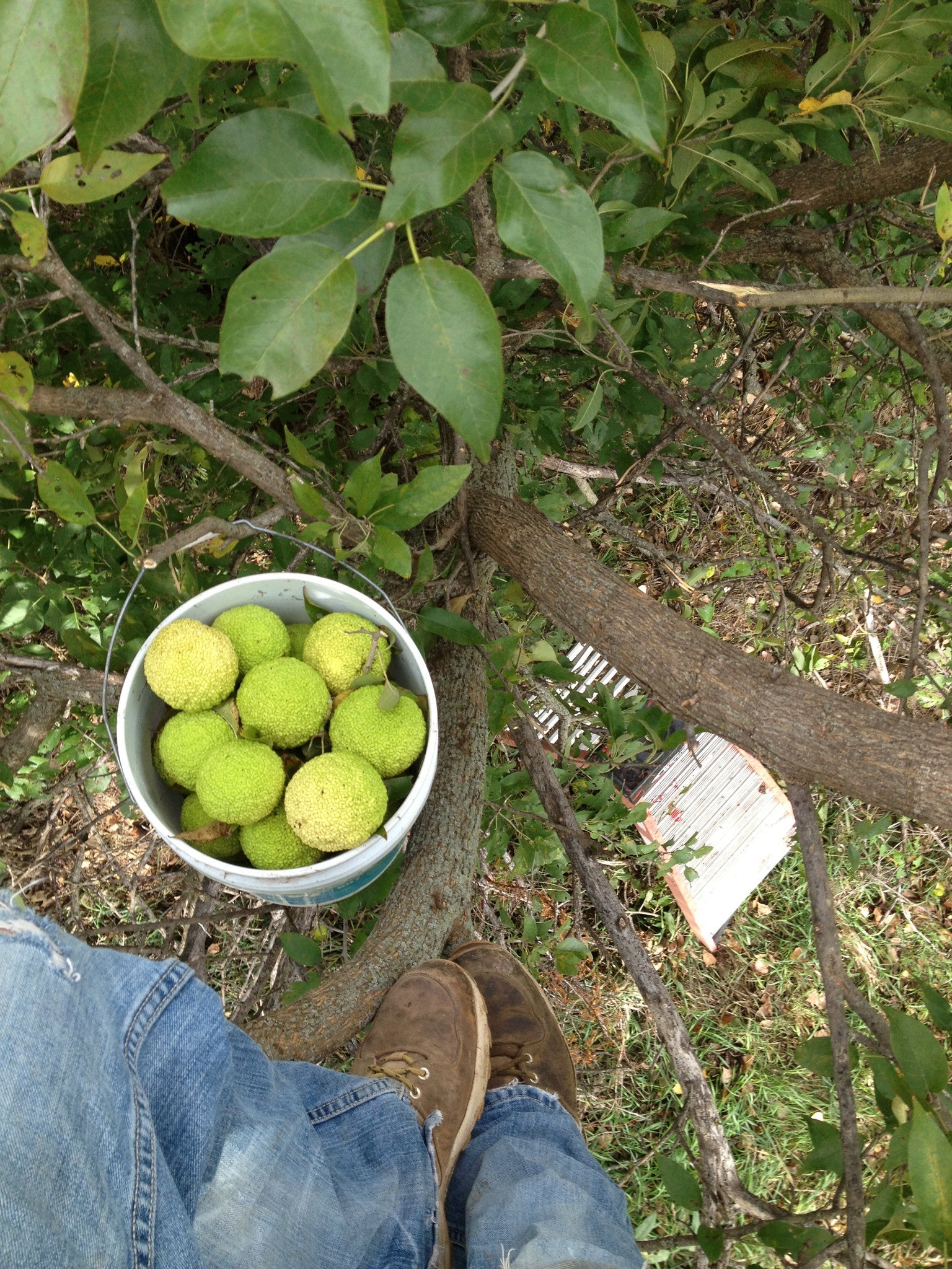 Hedge Apples/Osage Oranges
