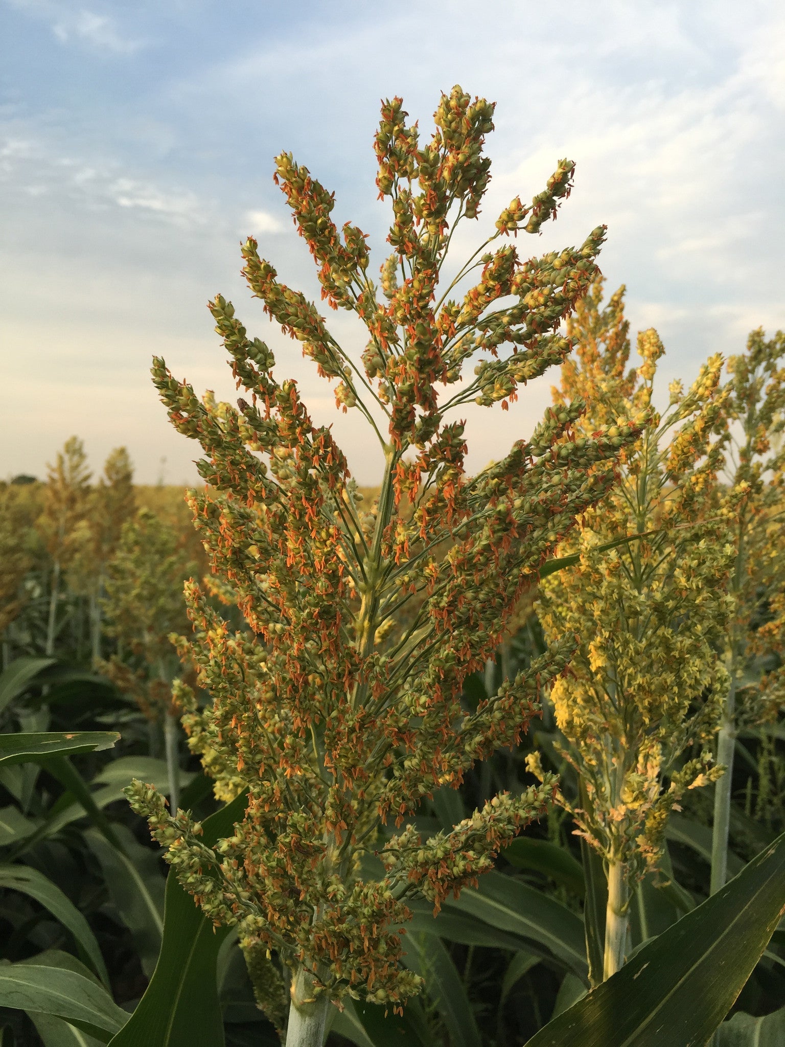Grain Sorghum, Milo, Bird Seed