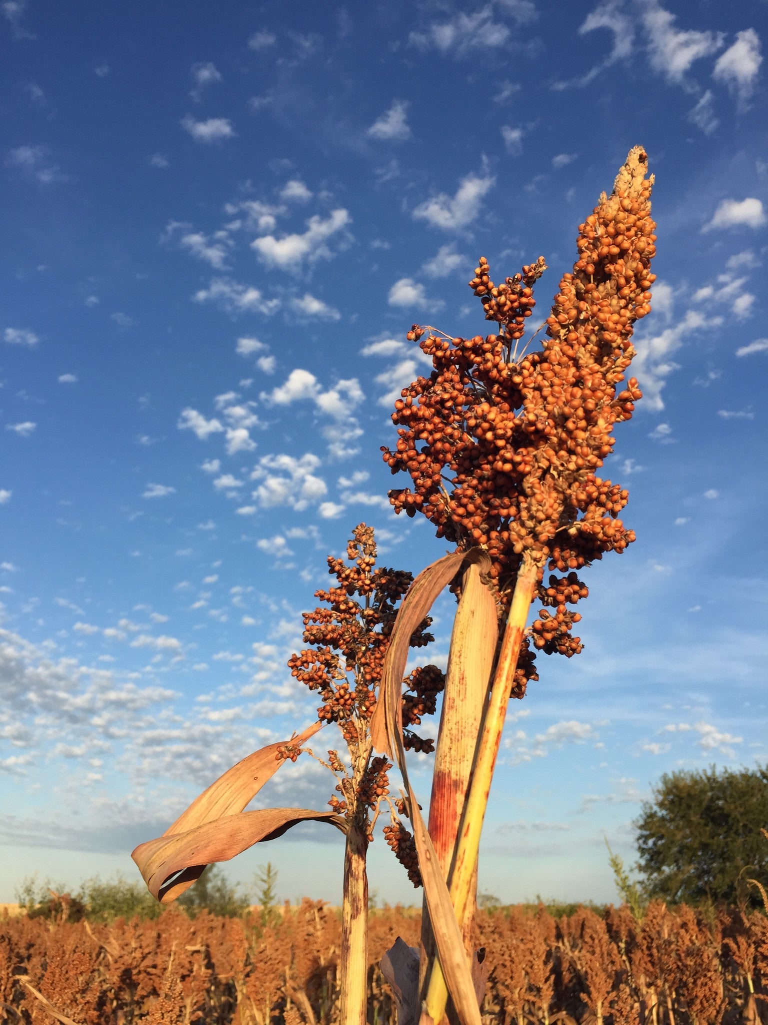 Grain Sorghum, Milo, Bird Seed