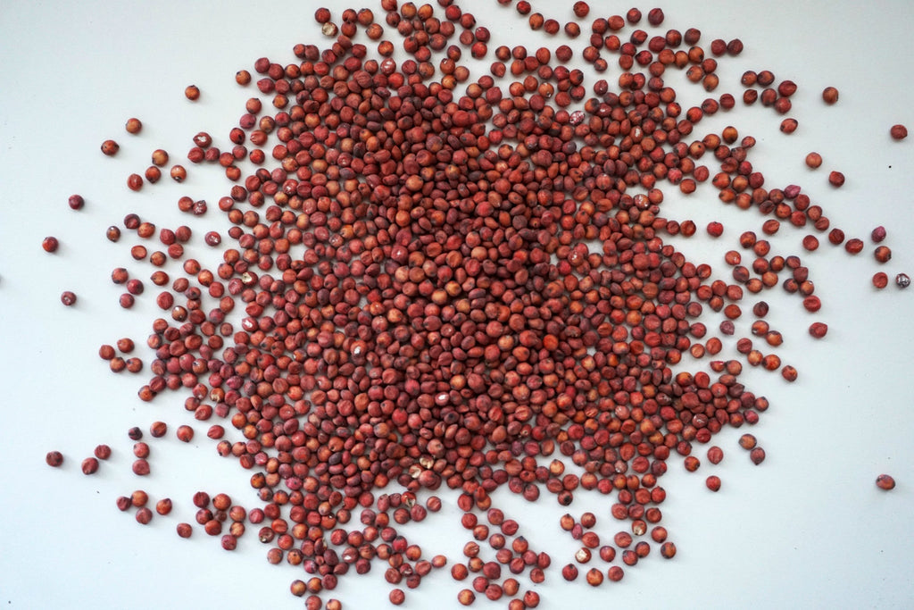 Grain Sorghum, Milo, Bird Seed