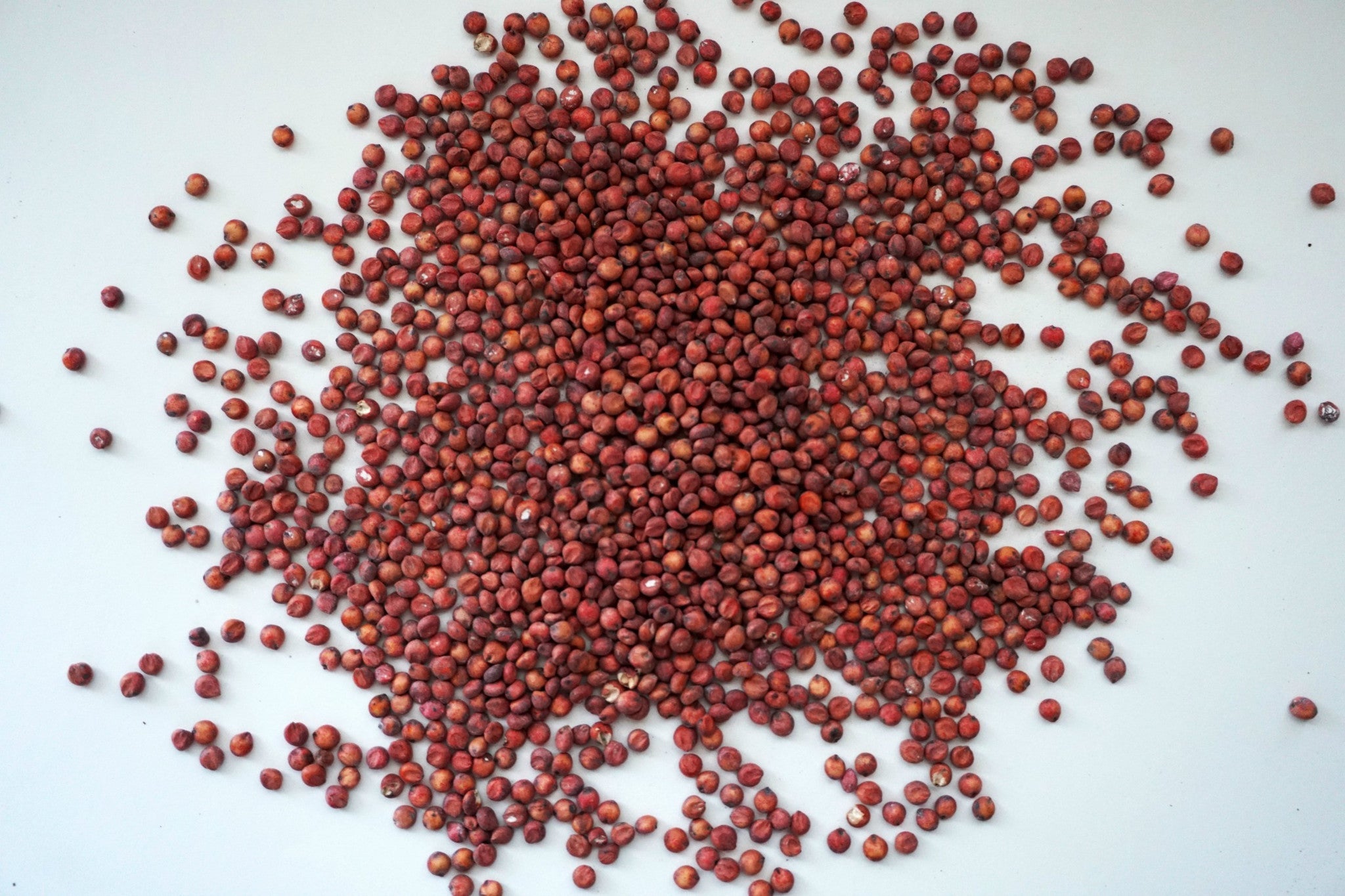 Grain Sorghum, Milo, Bird Seed