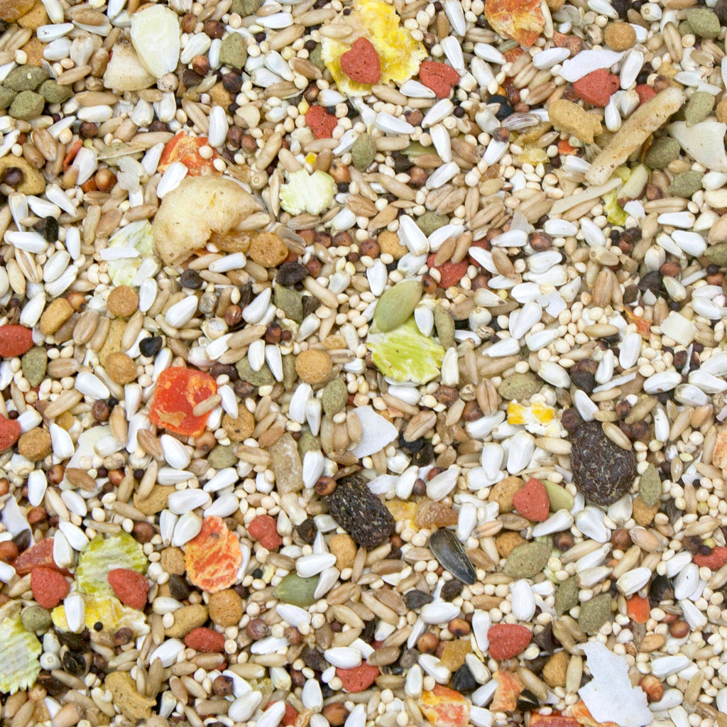 Higgins Safflower Gold Conure Cockatiel Lovebird Food 3lb No Sunflower Peanuts