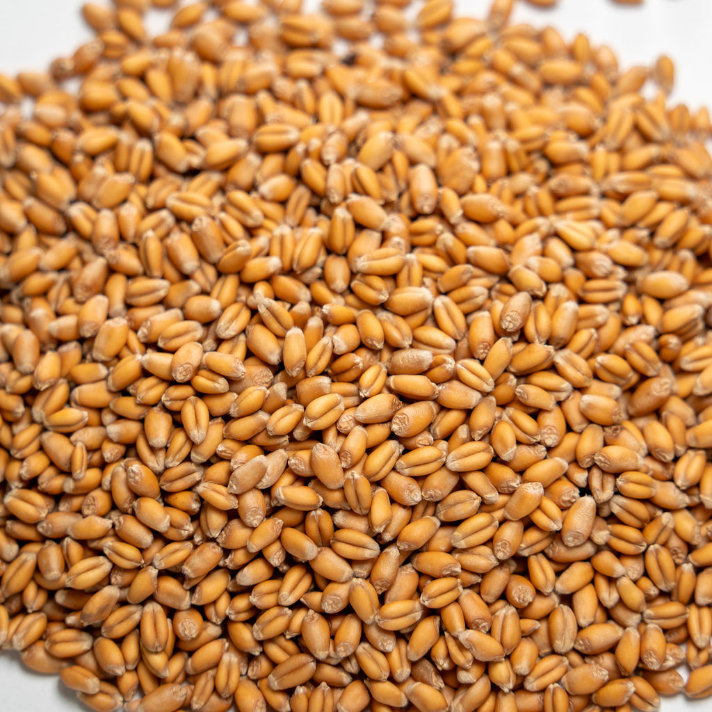 Soft Red Winter Wheat Seed, Organic, Glyphosate Free, Non GMO