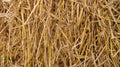 100% Natural Wheat Straw - Glyphosate Free
