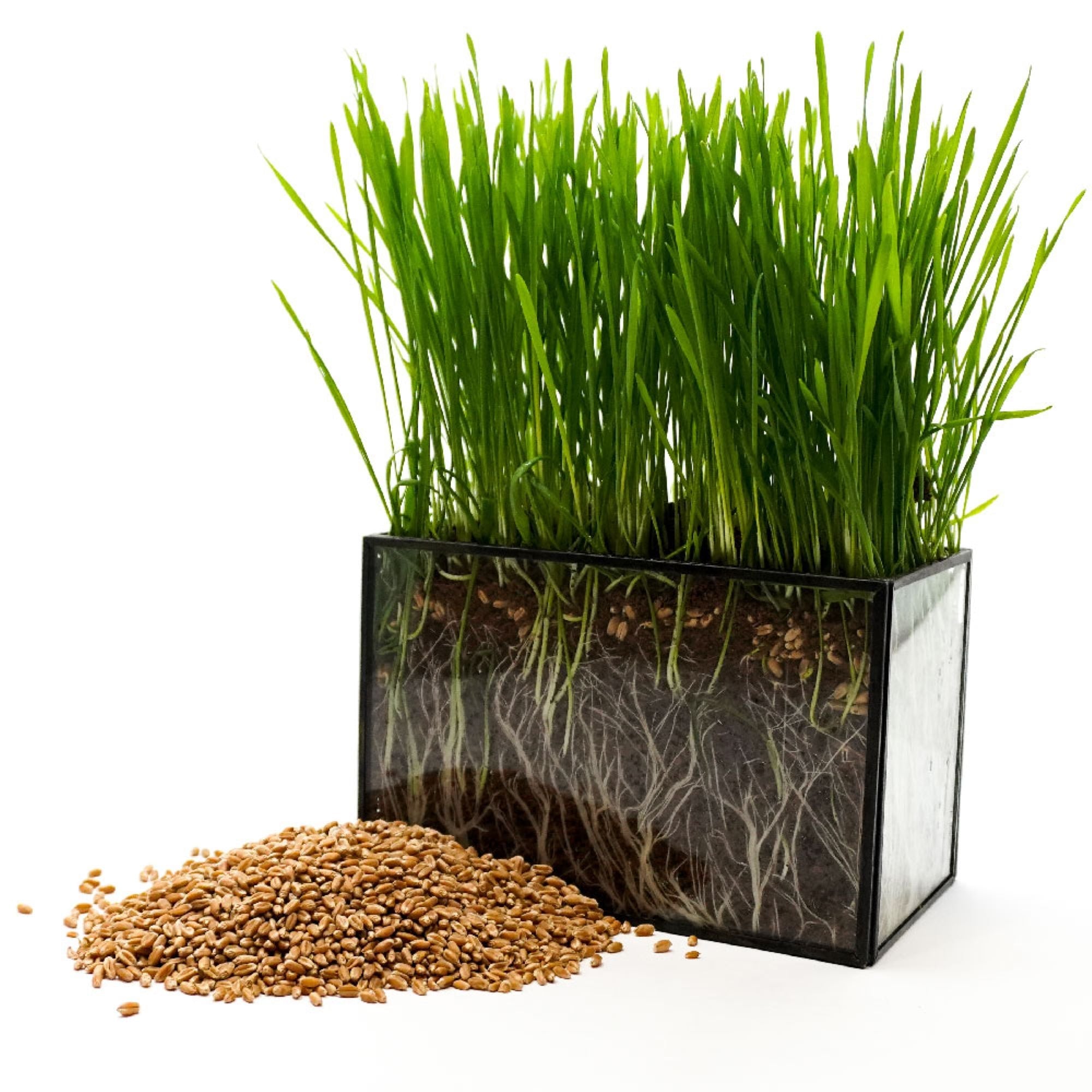 Non-GMO Wheat Seed for Wheatgrass and Cat Grass - Glyphosate Free