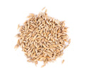 Thunder Acres Barley Seed - Certified Organic - Non-GMO - Glyphosate Free