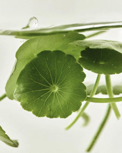 [Beauty of Joseon] Light On Serum : Centella + Vita C 30ml