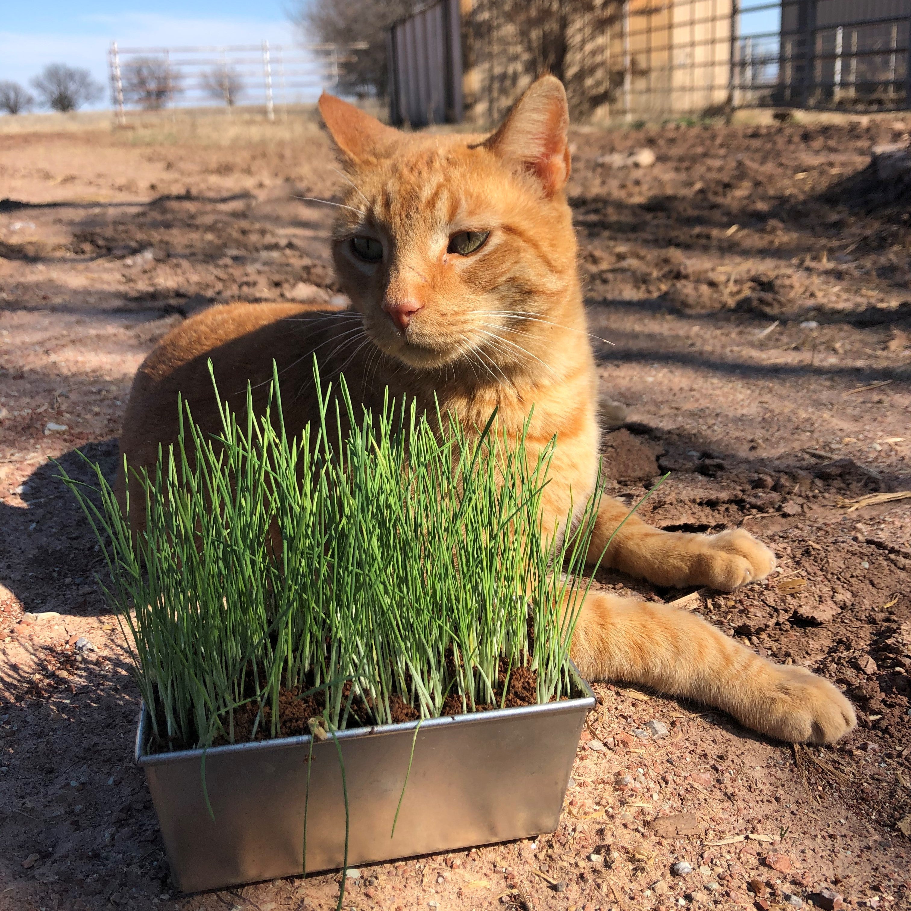 Thunder Acres Barley Seed - Certified Organic - Non-GMO - Glyphosate Free