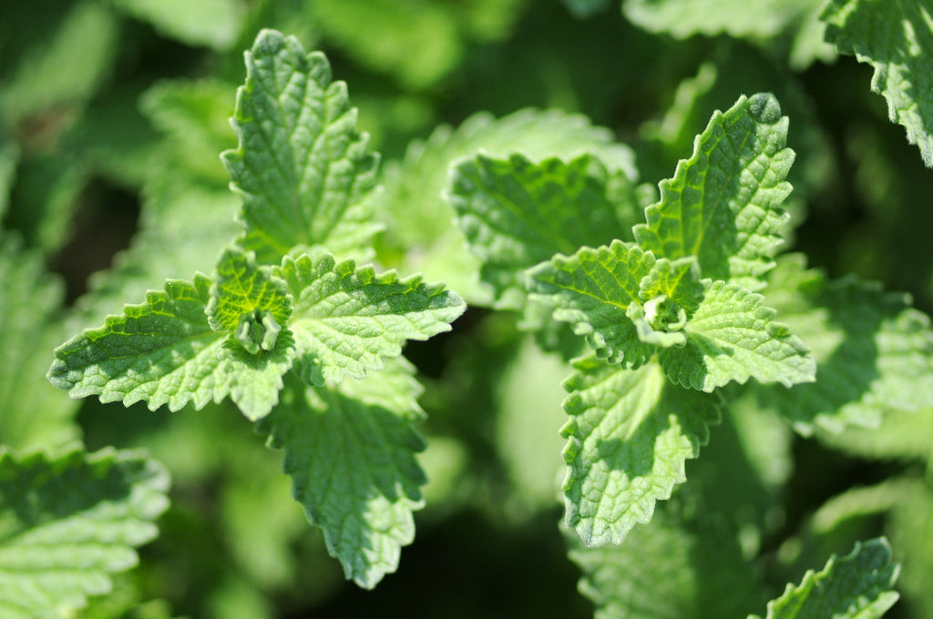 Catnip Seeds