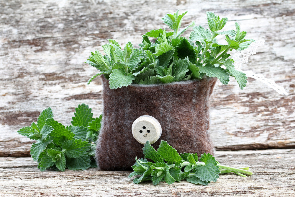 Catnip Seeds