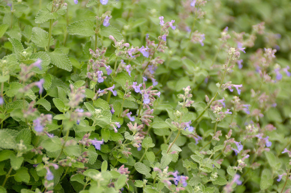 Catnip Seeds