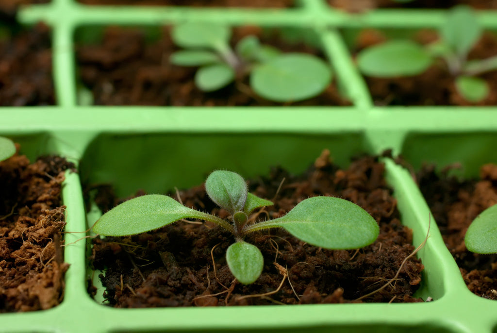 Coco Coir Brick (OMRI Approved for Organic Use)