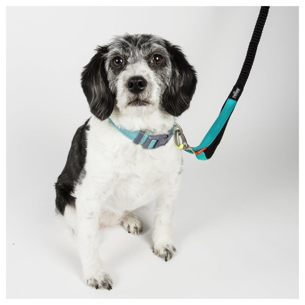 Dog Helios ® 'Neo-Indestructible' 2-in-1 Accordion Dog Collar and Leash