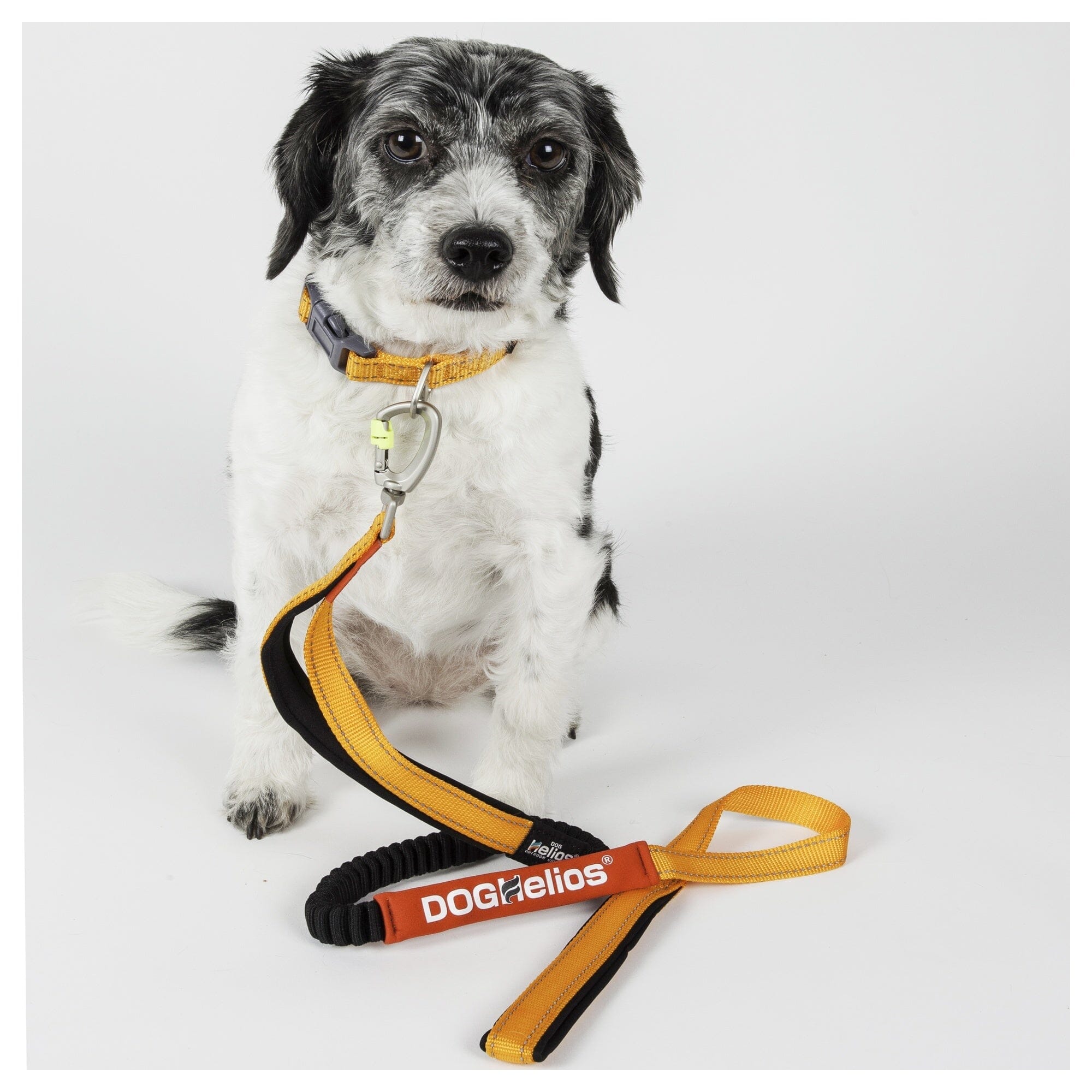 Dog Helios ® 'Neo-Indestructible' 2-in-1 Accordion Dog Collar and Leash