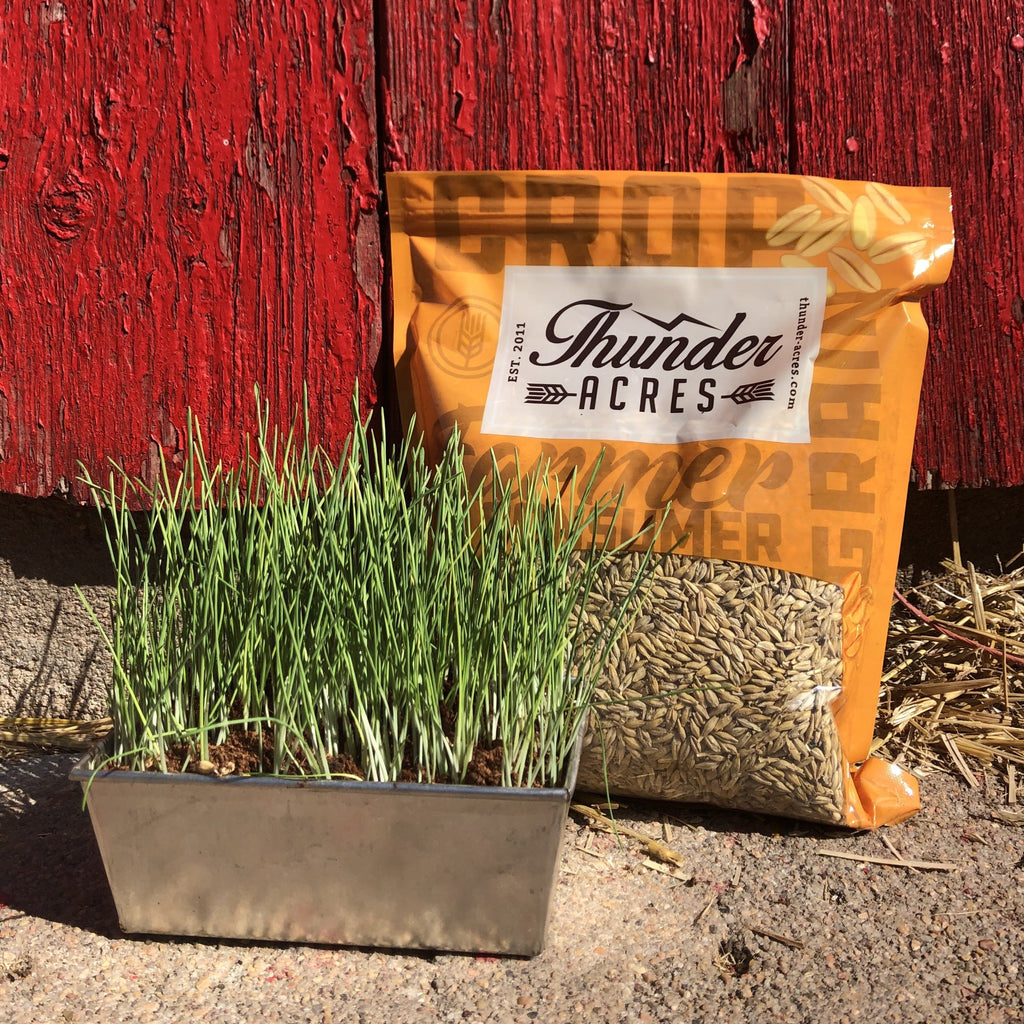 Thunder Acres Barley Seed - Certified Organic - Non-GMO - Glyphosate Free