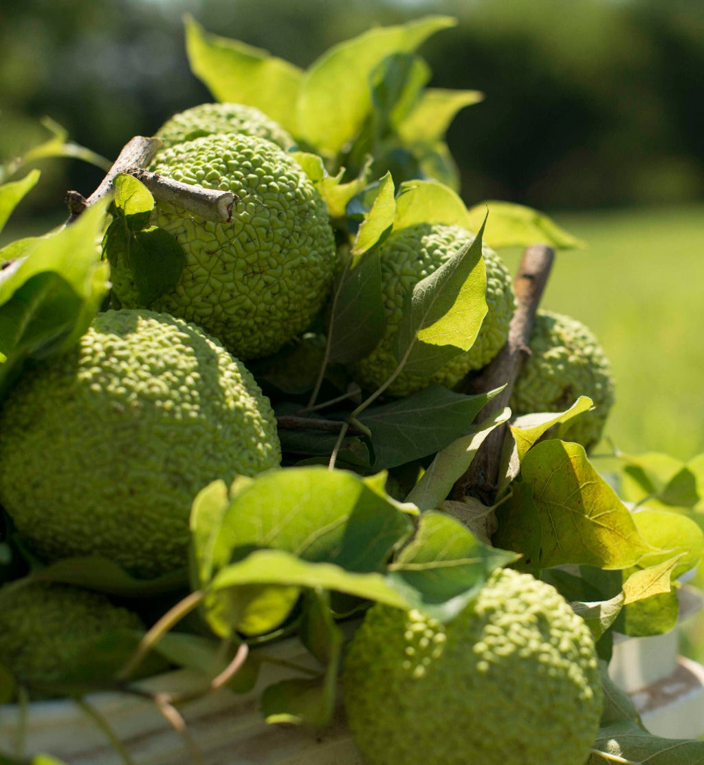 Hedge Apples/Osage Oranges