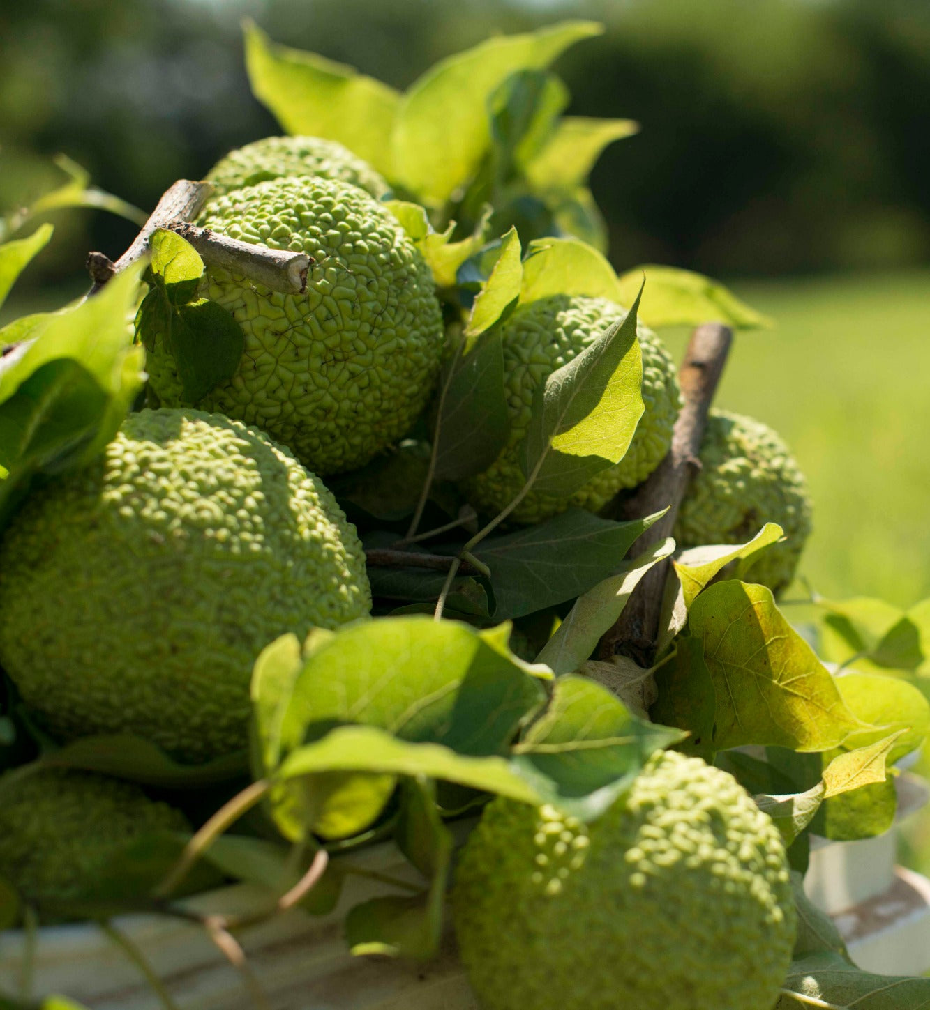 Hedge Apples/Osage Oranges