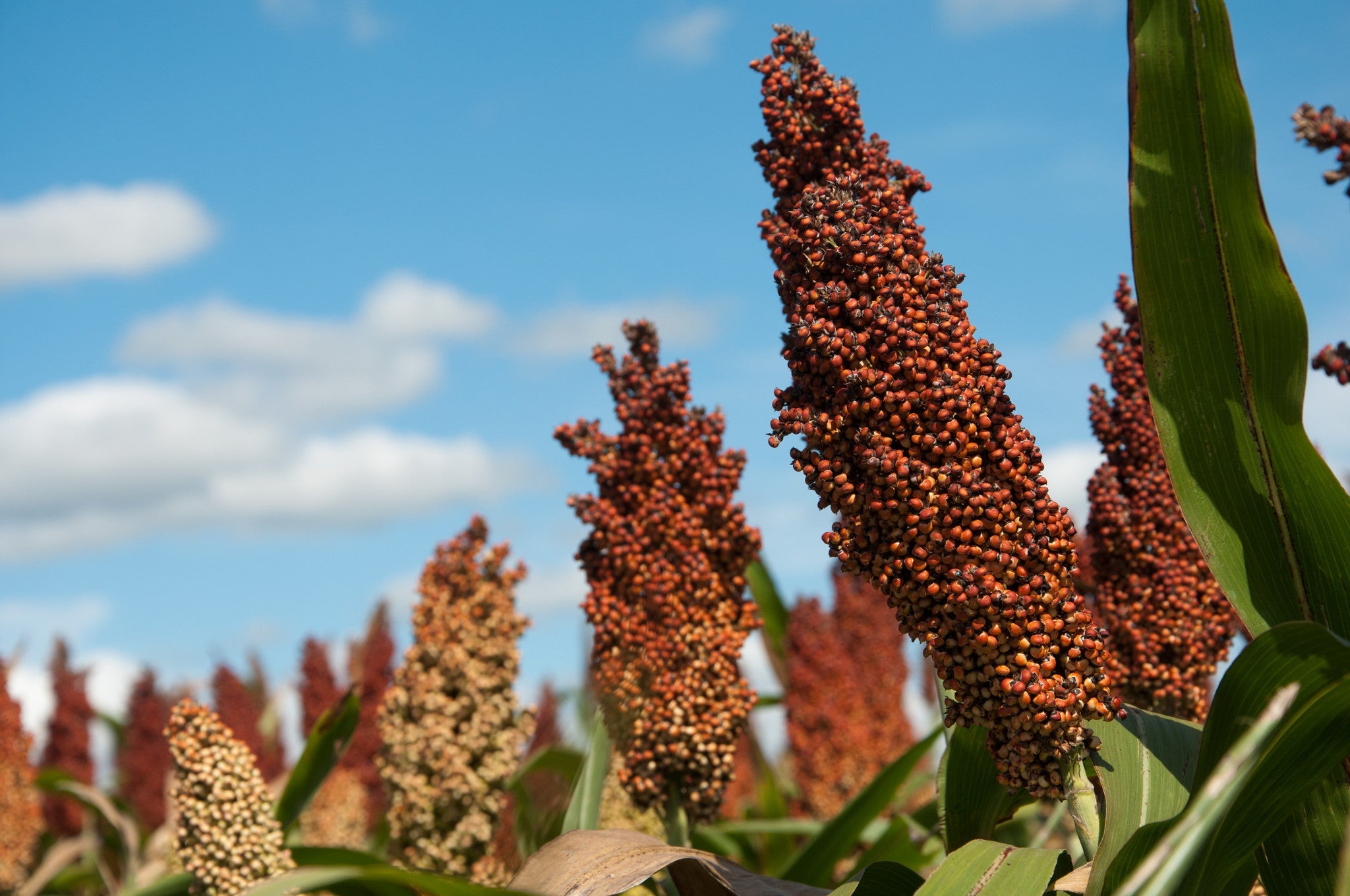 Grain Sorghum, Milo, Bird Seed
