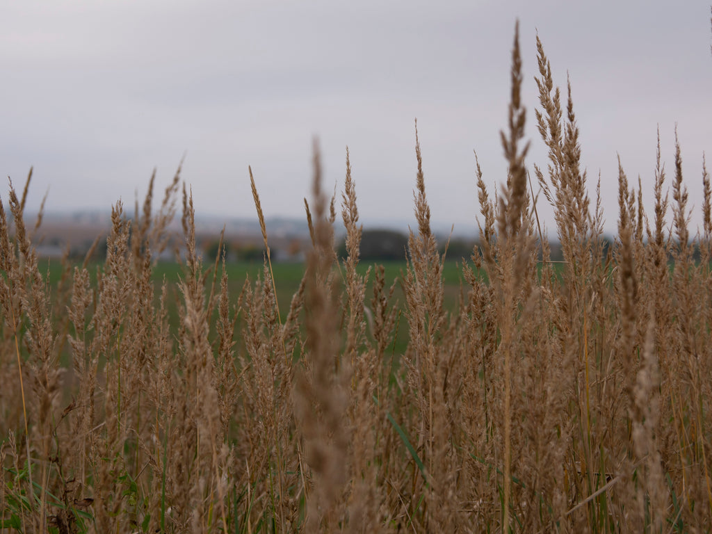 Native Grass Seed Blend - Big Bluestem, Little Bluestem, Indiangrass, RC Big Rock Switchgrass