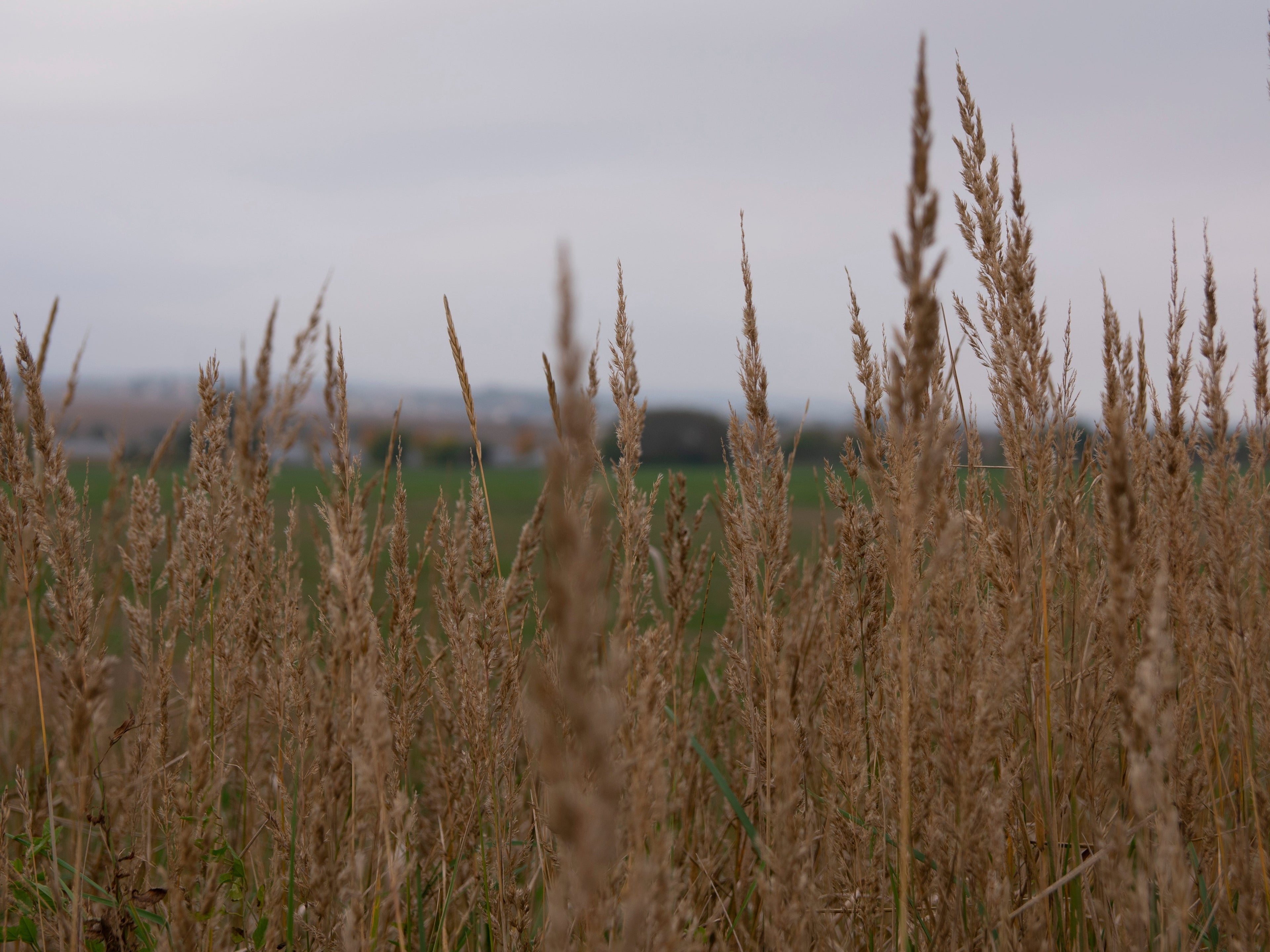 Native Grass Seed Blend - Big Bluestem, Little Bluestem, Indiangrass, RC Big Rock Switchgrass