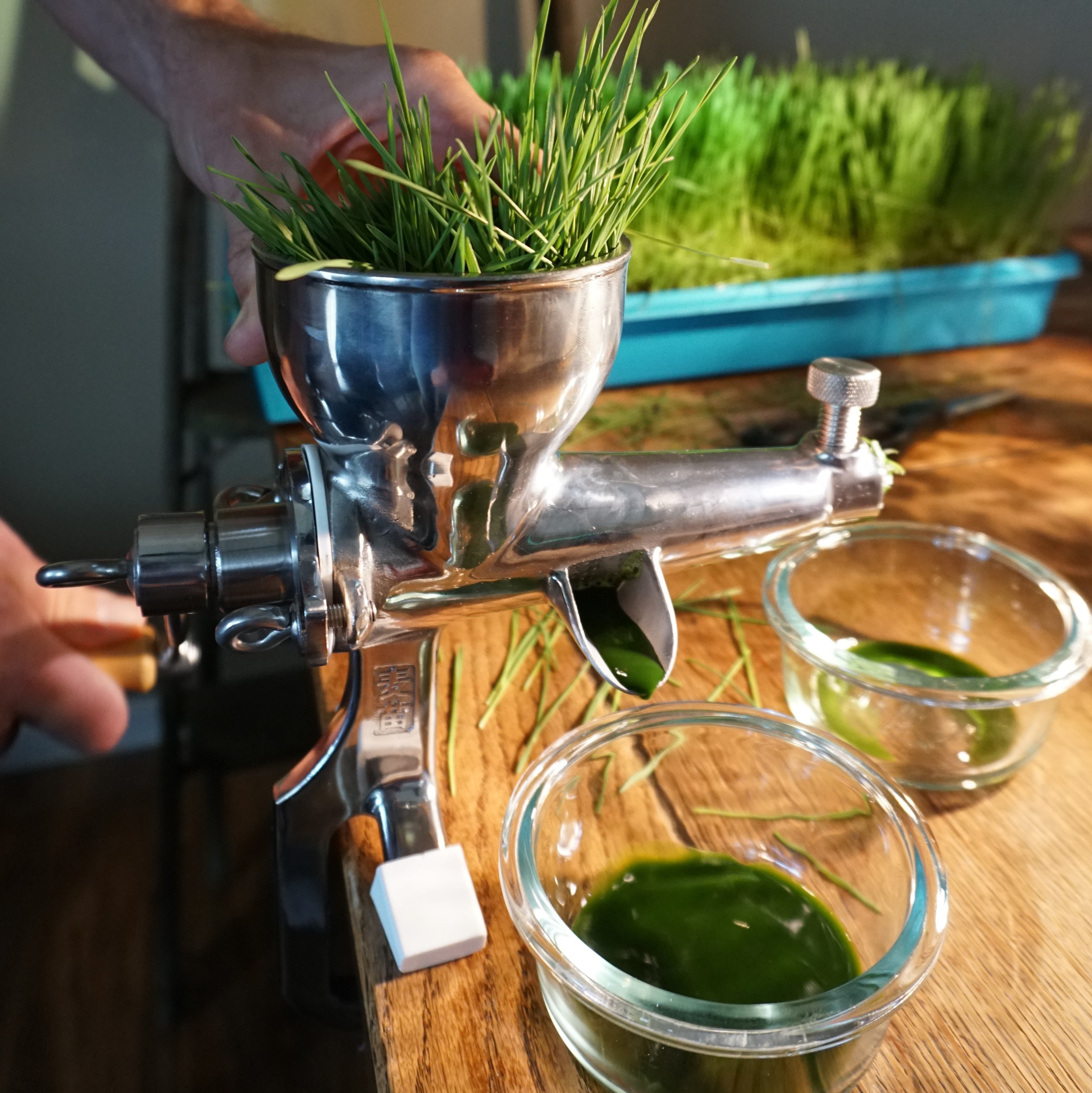 Non-GMO Wheat Seed for Wheatgrass and Cat Grass - Glyphosate Free