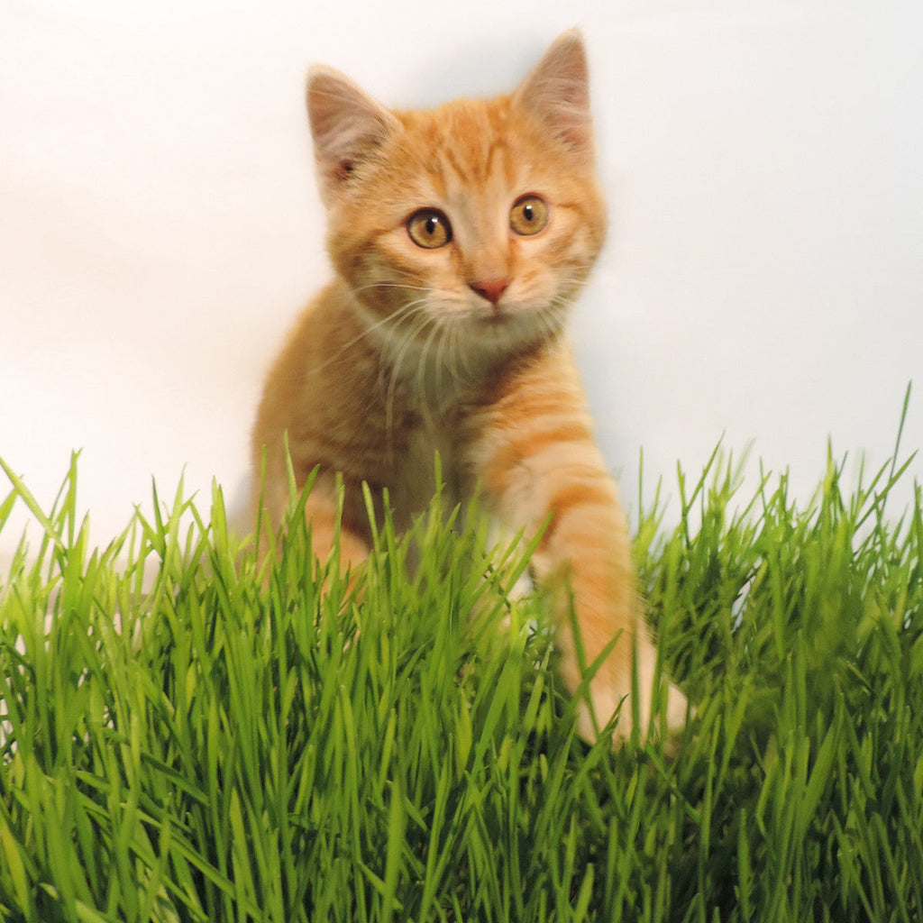 Non-GMO Wheat Seed for Wheatgrass and Cat Grass - Glyphosate Free