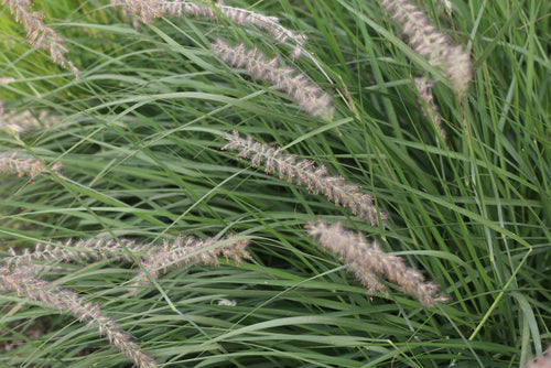 Native Grass Seed Blend - Big Bluestem, Little Bluestem, Indiangrass, RC Big Rock Switchgrass
