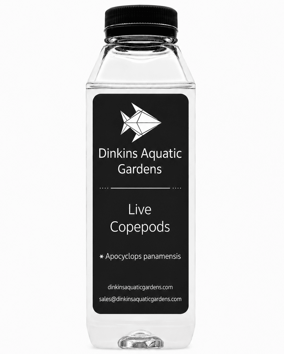 Live Apocyclops Copepods (Single Species)