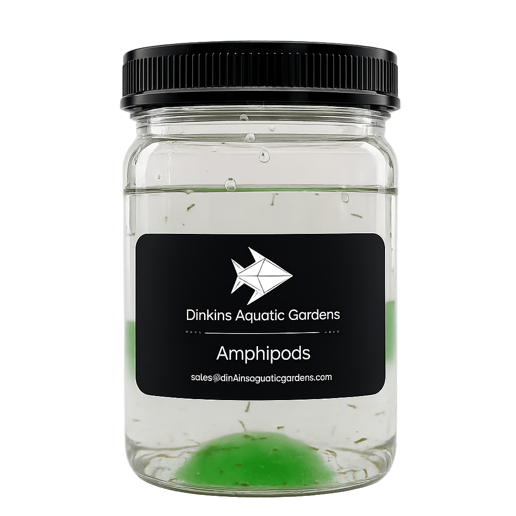Live Marine Amphipods
