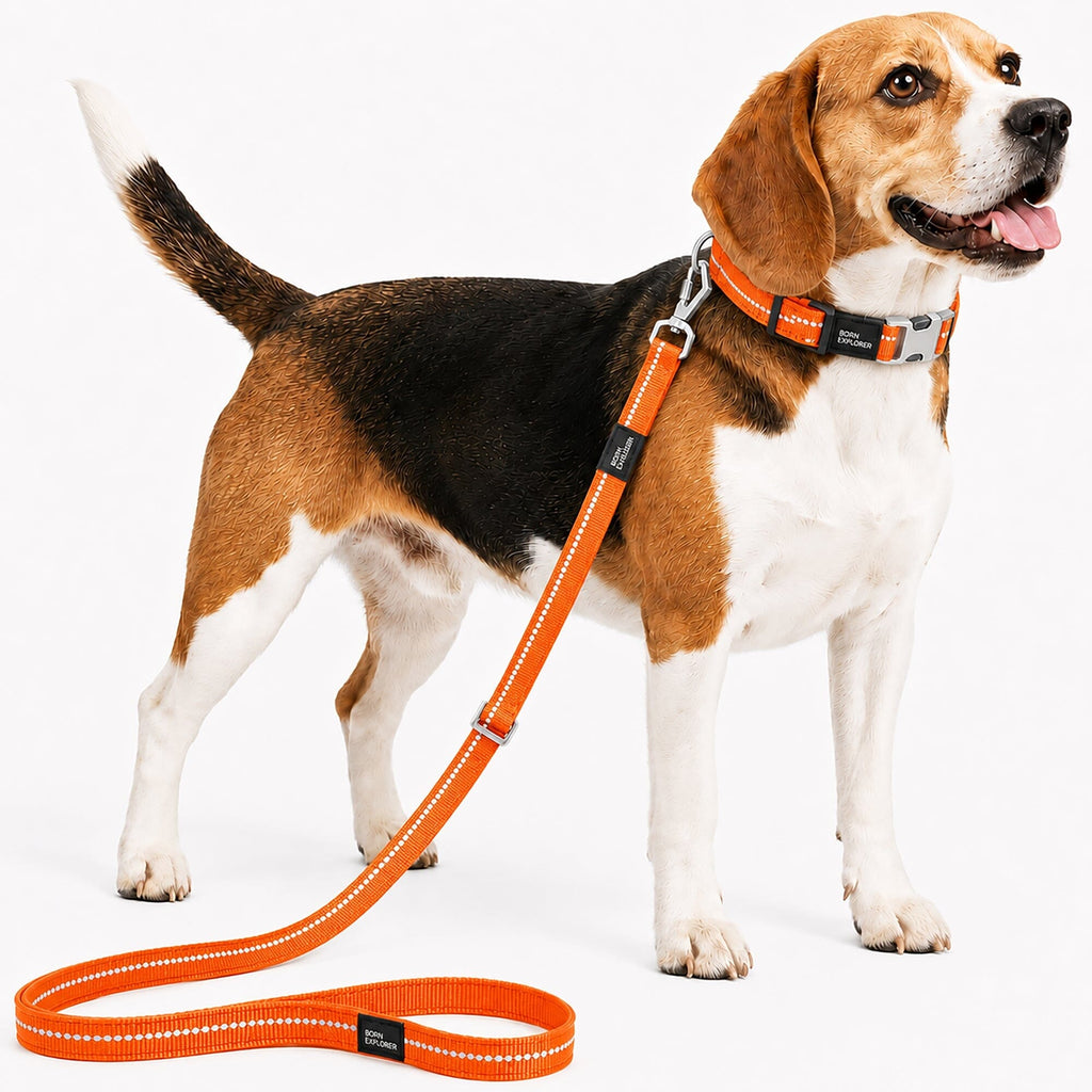 Pet Life ® 'Advent' Outdoor Series 3M Reflective 2-in-1 Durable Martingale Training Dog Leash and Collar