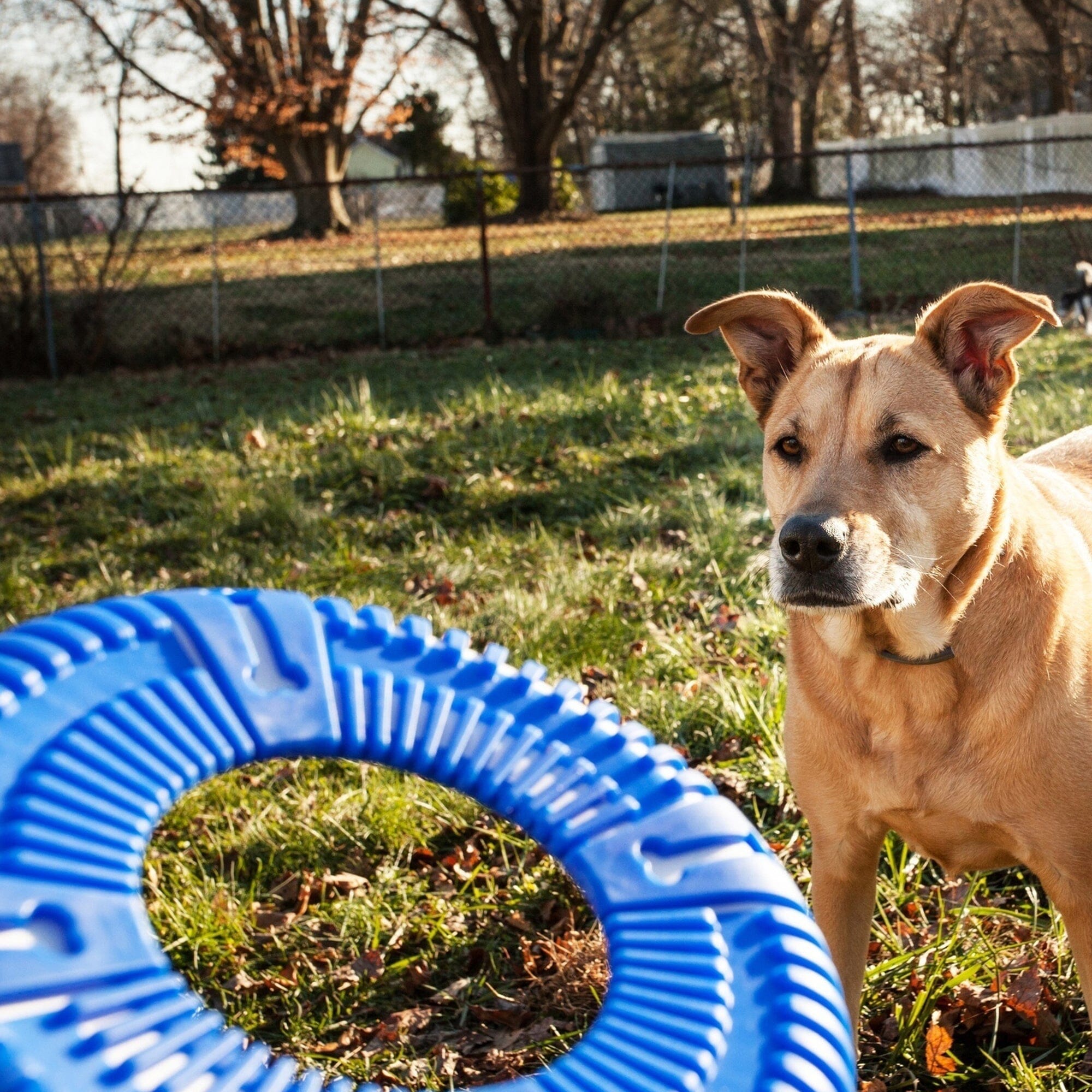 Pet Life ® 'Denta-Bark' Sporty Durable Flexible Toss and Fetch Frisbee Oral Hygiene Pet Dog Toy